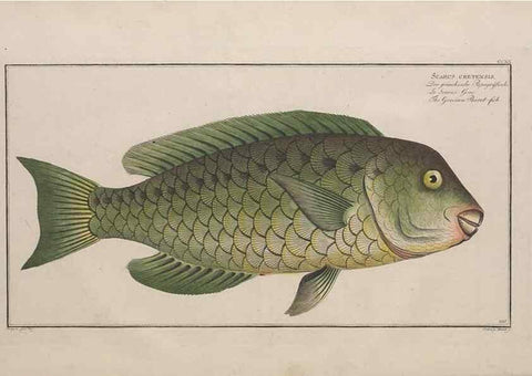 Reproducción/Reproduction 49773739078: Ichtyologie, ou, Histoire naturelle, générale et particulière des poissons :. A Berlin :Chez l'auteur, & chez François de la Garde libraire,1785-1797.. 