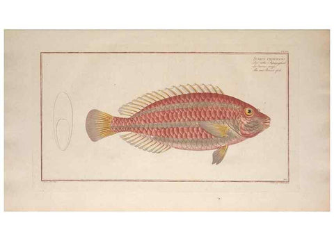 Reproducción/Reproduction 49774600567: Ichtyologie, ou, Histoire naturelle, générale et particulière des poissons :. A Berlin :Chez l'auteur, & chez François de la Garde libraire,1785-1797.. 