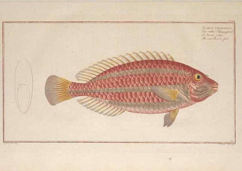 Reproducción/Reproduction 49774600567: Ichtyologie, ou, Histoire naturelle, générale et particulière des poissons :. A Berlin :Chez l'auteur, & chez François de la Garde libraire,1785-1797.. 