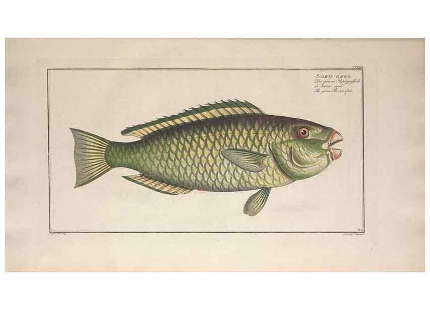 Reproducción/Reproduction 49774269181: Ichtyologie, ou, Histoire naturelle, générale et particulière des poissons :. A Berlin :Chez l'auteur, & chez François de la Garde libraire,1785-1797.. 