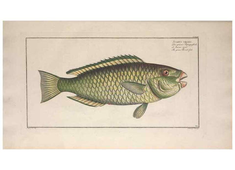 Reproducción/Reproduction 49774269181: Ichtyologie, ou, Histoire naturelle, générale et particulière des poissons :. A Berlin :Chez l'auteur, & chez François de la Garde libraire,1785-1797.. 