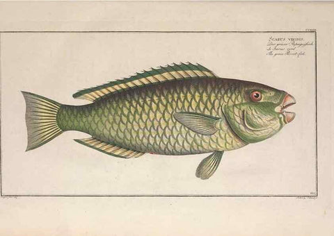 Reproducción/Reproduction 49774269181: Ichtyologie, ou, Histoire naturelle, générale et particulière des poissons :. A Berlin :Chez l'auteur, & chez François de la Garde libraire,1785-1797.. 