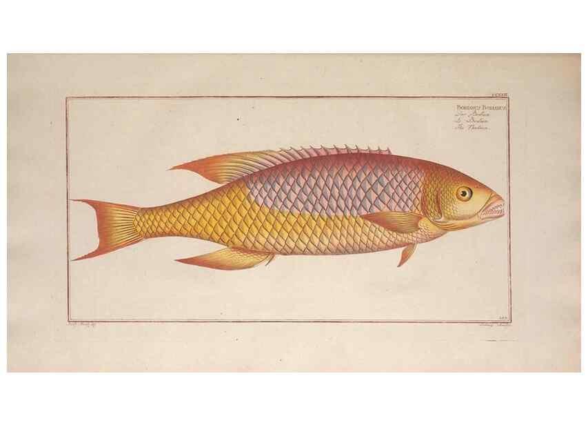 Reproducción/Reproduction 49774601487: Ichtyologie, ou, Histoire naturelle, générale et particulière des poissons :. A Berlin :Chez l'auteur, & chez François de la Garde libraire,1785-1797.. 