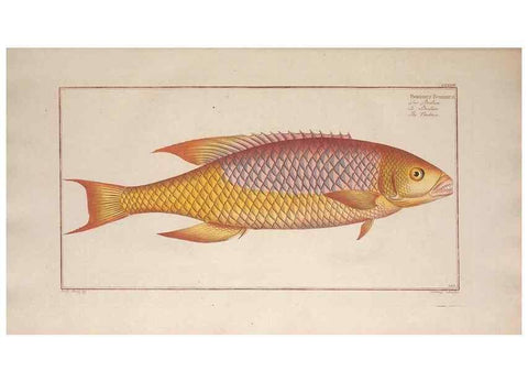 Reproducción/Reproduction 49774601487: Ichtyologie, ou, Histoire naturelle, générale et particulière des poissons :. A Berlin :Chez l'auteur, & chez François de la Garde libraire,1785-1797.. 