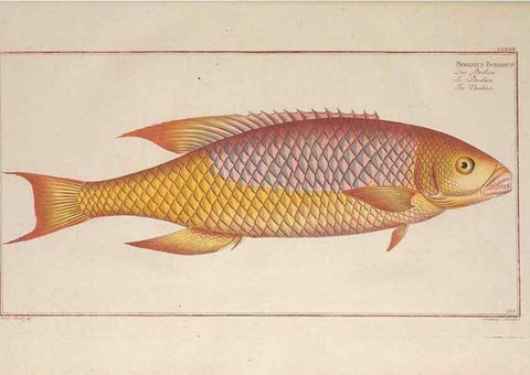 Reproducción/Reproduction 49774601487: Ichtyologie, ou, Histoire naturelle, générale et particulière des poissons :. A Berlin :Chez l'auteur, & chez François de la Garde libraire,1785-1797.. 