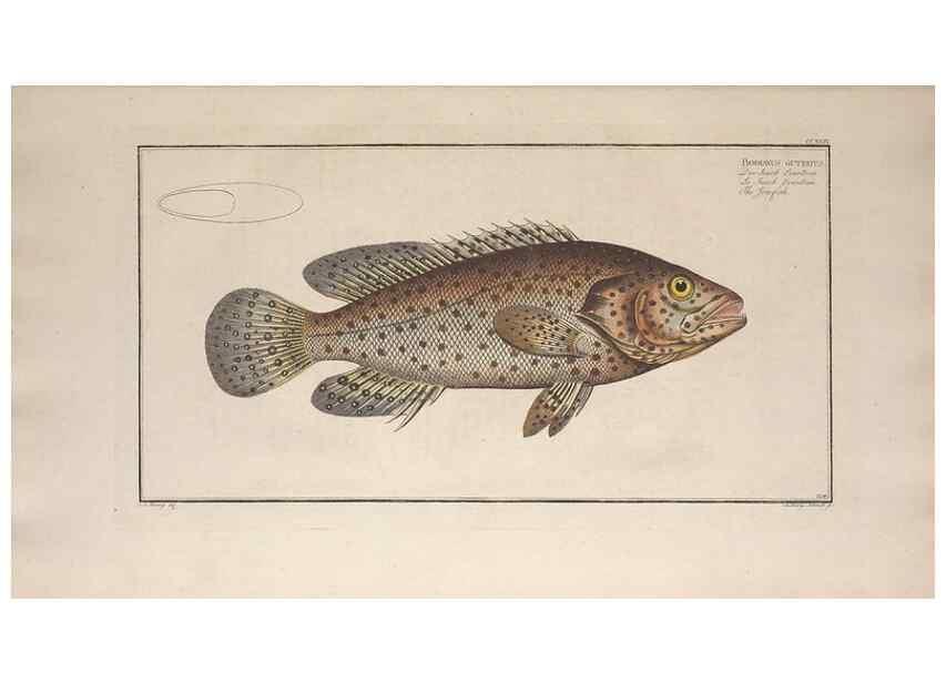 Reproducción/Reproduction 49773740903: Ichtyologie, ou, Histoire naturelle, générale et particulière des poissons :. A Berlin :Chez l'auteur, & chez François de la Garde libraire,1785-1797.. 