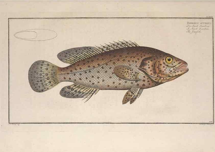 Reproducción/Reproduction 49773740903: Ichtyologie, ou, Histoire naturelle, générale et particulière des poissons :. A Berlin :Chez l'auteur, & chez François de la Garde libraire,1785-1797.. 