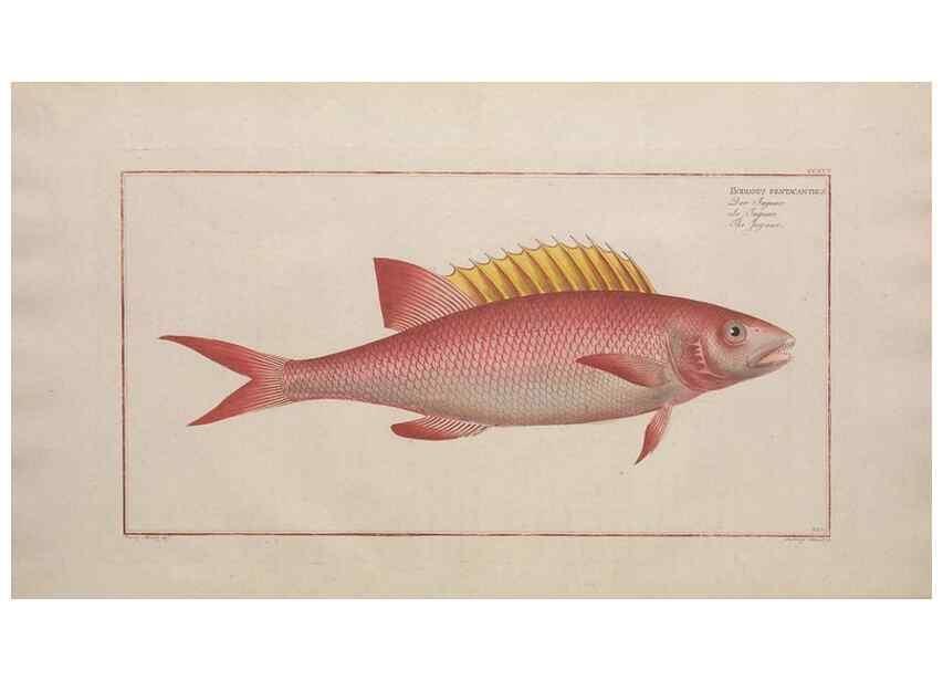 Reproducción/Reproduction 49774602242: Ichtyologie, ou, Histoire naturelle, générale et particulière des poissons :. A Berlin :Chez l'auteur, & chez François de la Garde libraire,1785-1797.. 