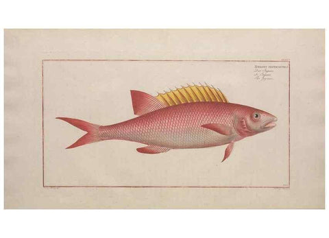 Reproducción/Reproduction 49774602242: Ichtyologie, ou, Histoire naturelle, générale et particulière des poissons :. A Berlin :Chez l'auteur, & chez François de la Garde libraire,1785-1797.. 