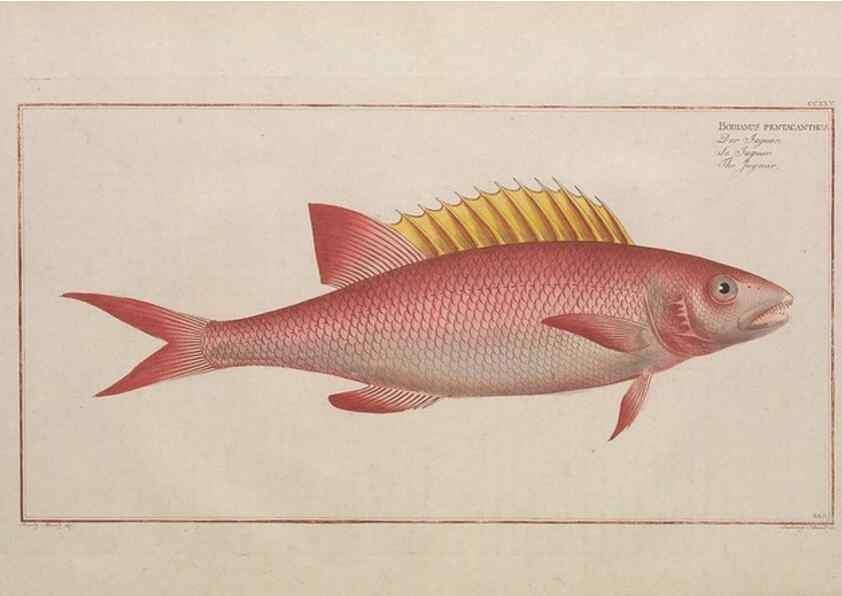 Reproducción/Reproduction 49774602242: Ichtyologie, ou, Histoire naturelle, générale et particulière des poissons :. A Berlin :Chez l'auteur, & chez François de la Garde libraire,1785-1797.. 