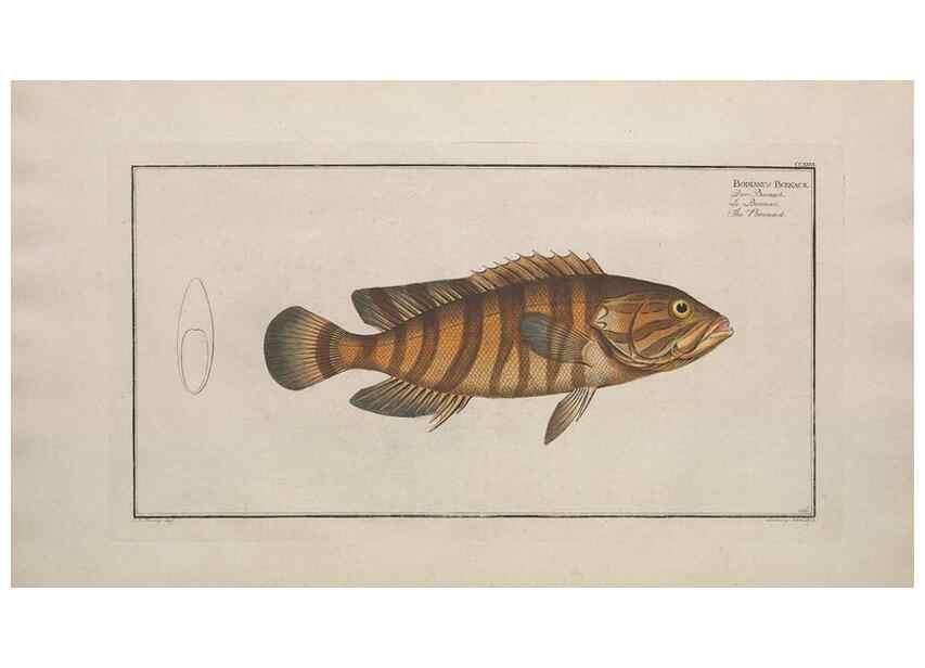 Reproducción/Reproduction 49774602642: Ichtyologie, ou, Histoire naturelle, générale et particulière des poissons :. A Berlin :Chez l'auteur, & chez François de la Garde libraire,1785-1797.. 