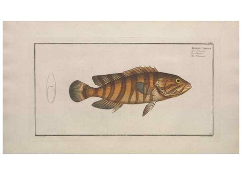 Reproducción/Reproduction 49774602642: Ichtyologie, ou, Histoire naturelle, générale et particulière des poissons :. A Berlin :Chez l'auteur, & chez François de la Garde libraire,1785-1797.. 
