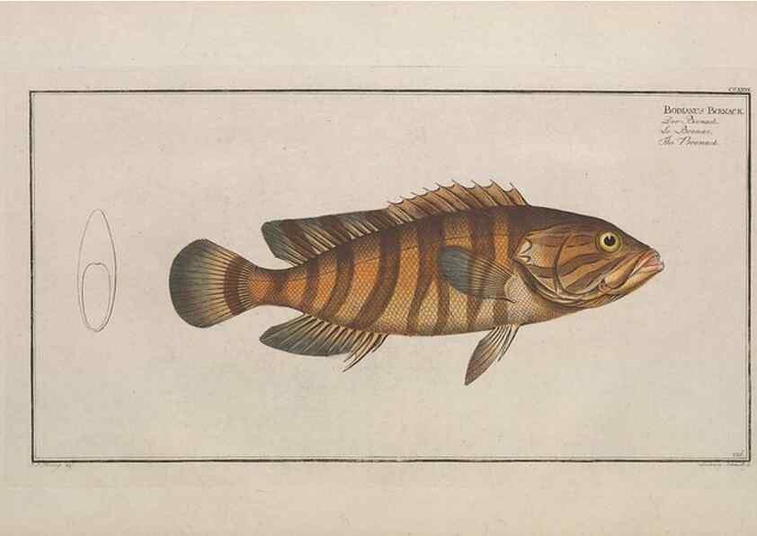 Reproducción/Reproduction 49774602642: Ichtyologie, ou, Histoire naturelle, générale et particulière des poissons :. A Berlin :Chez l'auteur, & chez François de la Garde libraire,1785-1797.. 