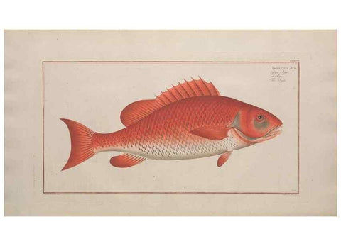 Reproducción/Reproduction 49774603092: Ichtyologie, ou, Histoire naturelle, générale et particulière des poissons :. A Berlin :Chez l'auteur, & chez François de la Garde libraire,1785-1797.. 