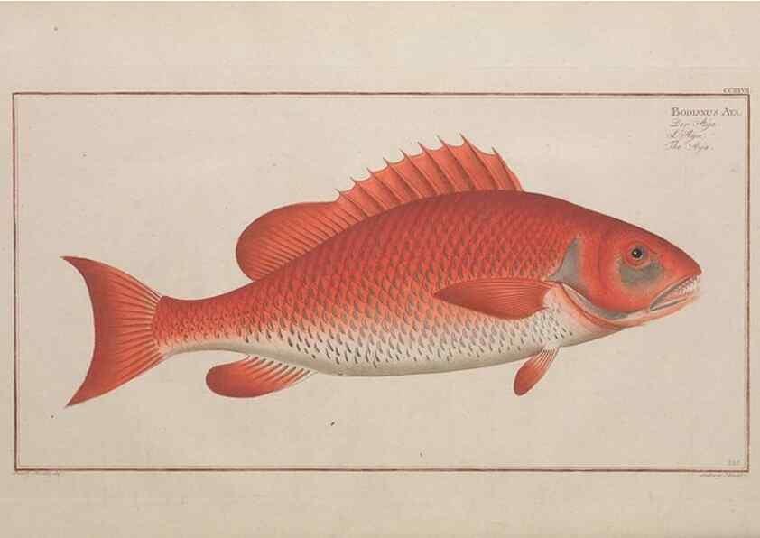Reproducción/Reproduction 49774603092: Ichtyologie, ou, Histoire naturelle, générale et particulière des poissons :. A Berlin :Chez l'auteur, & chez François de la Garde libraire,1785-1797.. 