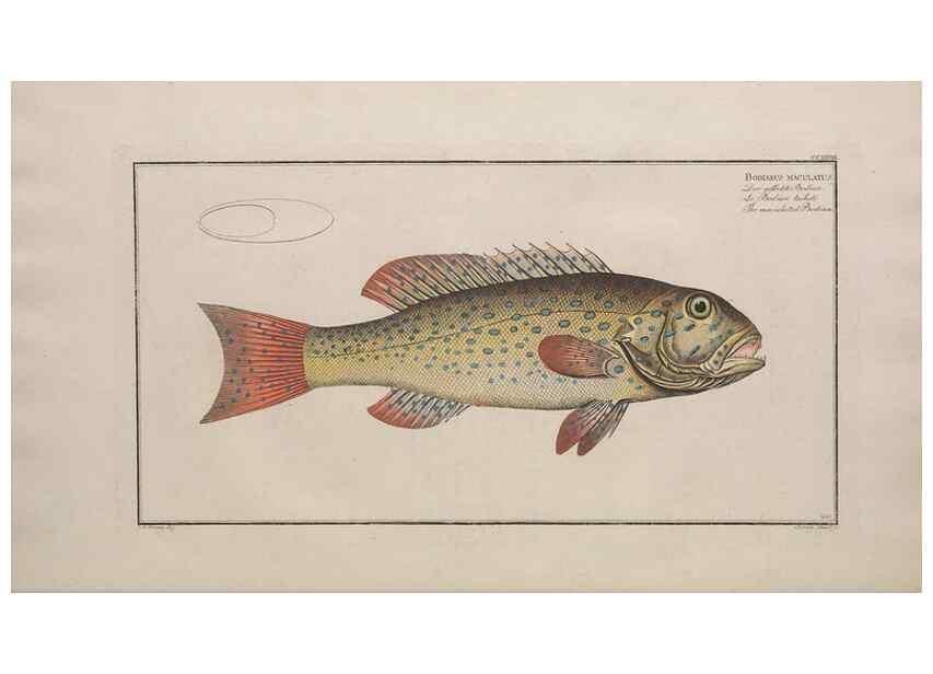 Reproducción/Reproduction 49774603407: Ichtyologie, ou, Histoire naturelle, générale et particulière des poissons :. A Berlin :Chez l'auteur, & chez François de la Garde libraire,1785-1797.. 