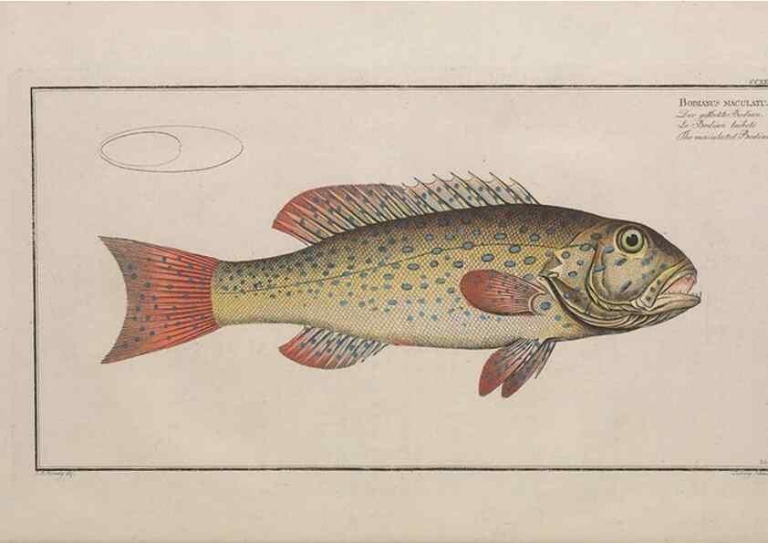 Reproducción/Reproduction 49774603407: Ichtyologie, ou, Histoire naturelle, générale et particulière des poissons :. A Berlin :Chez l'auteur, & chez François de la Garde libraire,1785-1797.. 