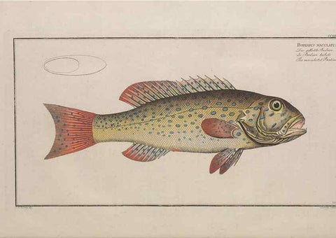 Reproducción/Reproduction 49774603407: Ichtyologie, ou, Histoire naturelle, générale et particulière des poissons :. A Berlin :Chez l'auteur, & chez François de la Garde libraire,1785-1797.. 
