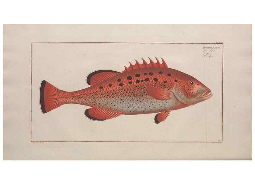 Reproducción/Reproduction 49774603842: Ichtyologie, ou, Histoire naturelle, générale et particulière des poissons :. A Berlin :Chez l'auteur, & chez François de la Garde libraire,1785-1797.. 