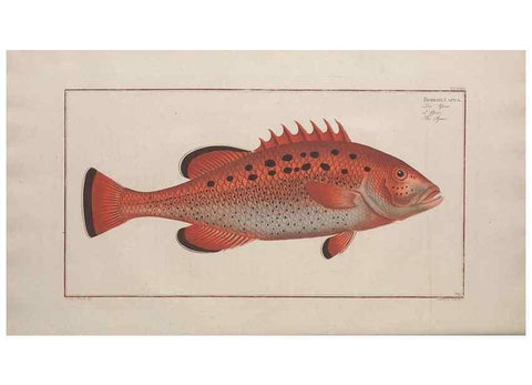 Reproducción/Reproduction 49774603842: Ichtyologie, ou, Histoire naturelle, générale et particulière des poissons :. A Berlin :Chez l'auteur, & chez François de la Garde libraire,1785-1797.. 