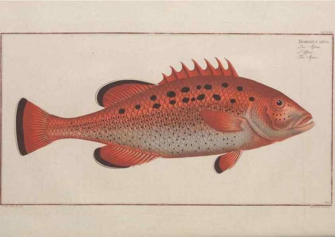 Reproducción/Reproduction 49774603842: Ichtyologie, ou, Histoire naturelle, générale et particulière des poissons :. A Berlin :Chez l'auteur, & chez François de la Garde libraire,1785-1797.. 