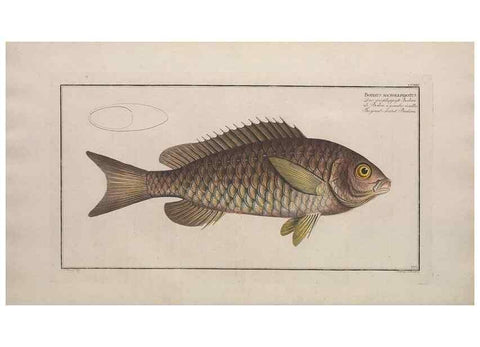 Reproducción/Reproduction 49773743183: Ichtyologie, ou, Histoire naturelle, générale et particulière des poissons :. A Berlin :Chez l'auteur, & chez François de la Garde libraire,1785-1797.. 