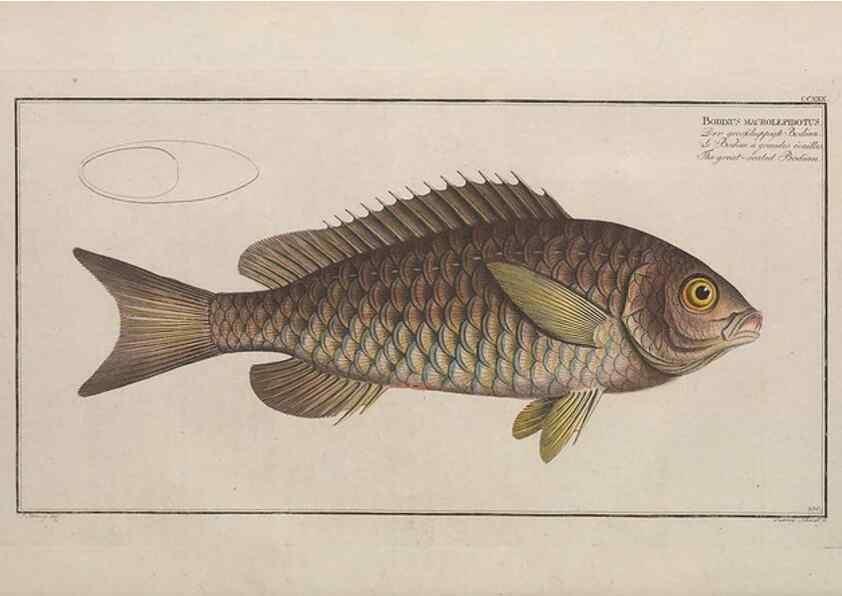 Reproducción/Reproduction 49773743183: Ichtyologie, ou, Histoire naturelle, générale et particulière des poissons :. A Berlin :Chez l'auteur, & chez François de la Garde libraire,1785-1797.. 