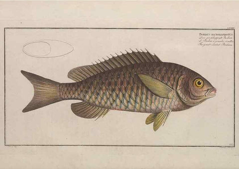 Reproducción/Reproduction 49773743183: Ichtyologie, ou, Histoire naturelle, générale et particulière des poissons :. A Berlin :Chez l'auteur, & chez François de la Garde libraire,1785-1797.. 
