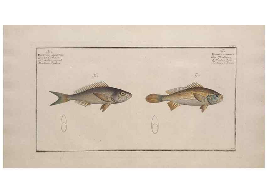 Reproducción/Reproduction 49774604517: Ichtyologie, ou, Histoire naturelle, générale et particulière des poissons :. A Berlin :Chez l'auteur, & chez François de la Garde libraire,1785-1797.. 
