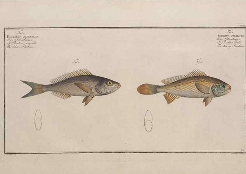 Reproducción/Reproduction 49774604517: Ichtyologie, ou, Histoire naturelle, générale et particulière des poissons :. A Berlin :Chez l'auteur, & chez François de la Garde libraire,1785-1797.. 