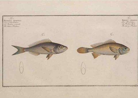 Reproducción/Reproduction 49774604517: Ichtyologie, ou, Histoire naturelle, générale et particulière des poissons :. A Berlin :Chez l'auteur, & chez François de la Garde libraire,1785-1797.. 