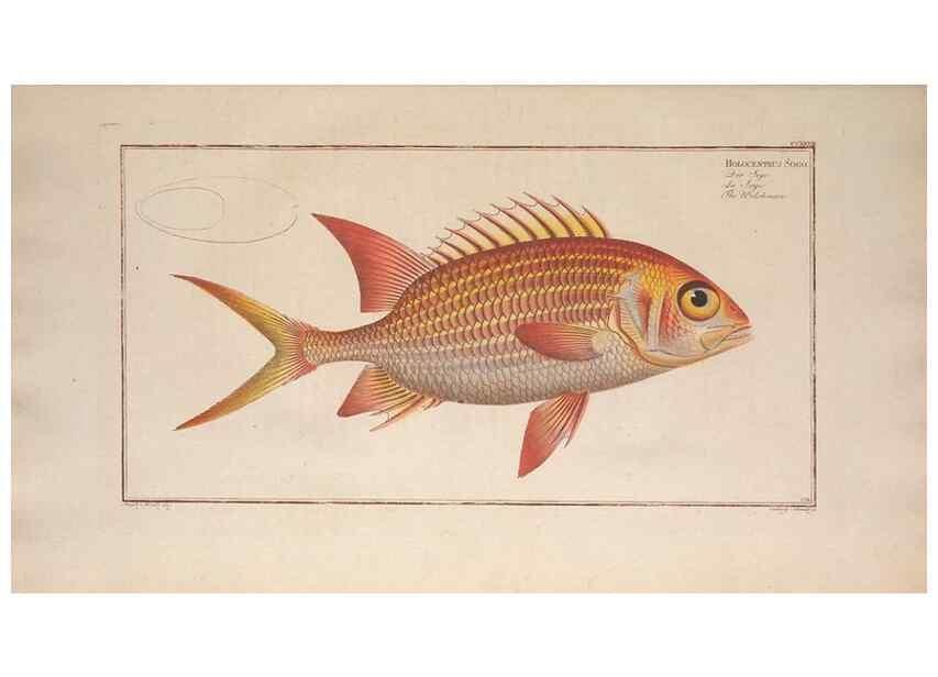 Reproducción/Reproduction 49774273246: Ichtyologie, ou, Histoire naturelle, générale et particulière des poissons :. A Berlin :Chez l'auteur, & chez François de la Garde libraire,1785-1797.. 