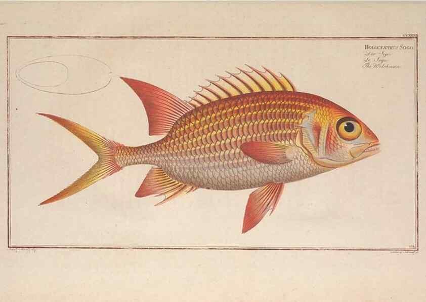 Reproducción/Reproduction 49774273246: Ichtyologie, ou, Histoire naturelle, générale et particulière des poissons :. A Berlin :Chez l'auteur, & chez François de la Garde libraire,1785-1797.. 