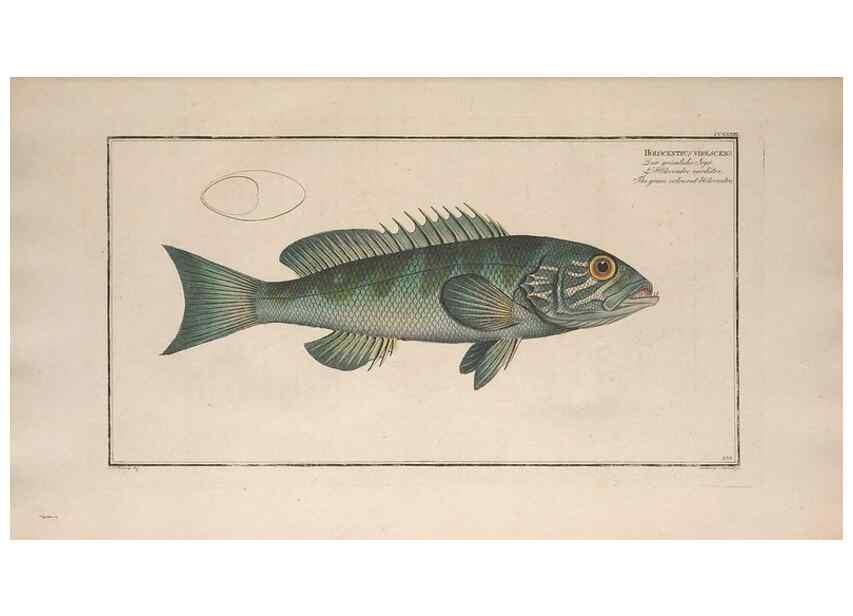 Reproducción/Reproduction 49774273766: Ichtyologie, ou, Histoire naturelle, générale et particulière des poissons :. A Berlin :Chez l'auteur, & chez François de la Garde libraire,1785-1797.. 