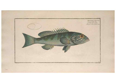 Reproducción/Reproduction 49774273766: Ichtyologie, ou, Histoire naturelle, générale et particulière des poissons :. A Berlin :Chez l'auteur, & chez François de la Garde libraire,1785-1797.. 