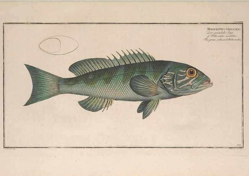 Reproducción/Reproduction 49774273766: Ichtyologie, ou, Histoire naturelle, générale et particulière des poissons :. A Berlin :Chez l'auteur, & chez François de la Garde libraire,1785-1797.. 