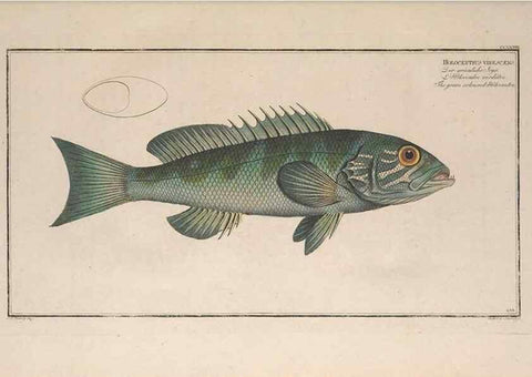 Reproducción/Reproduction 49774273766: Ichtyologie, ou, Histoire naturelle, générale et particulière des poissons :. A Berlin :Chez l'auteur, & chez François de la Garde libraire,1785-1797.. 