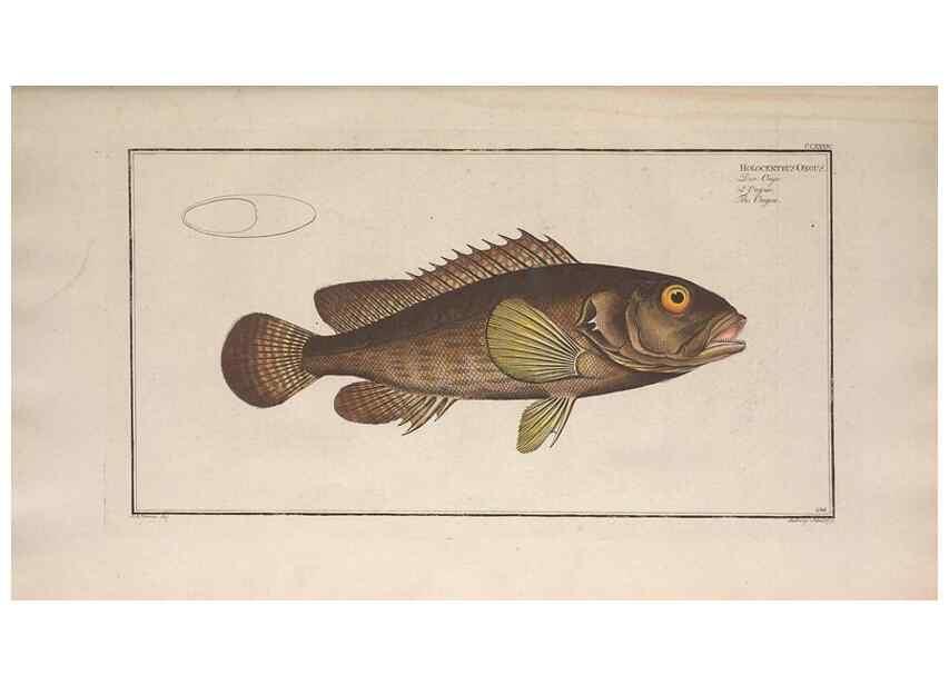 Reproducción/Reproduction 49773744893: Ichtyologie, ou, Histoire naturelle, générale et particulière des poissons :. A Berlin :Chez l'auteur, & chez François de la Garde libraire,1785-1797.. 