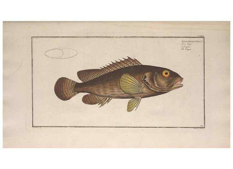 Reproducción/Reproduction 49773744893: Ichtyologie, ou, Histoire naturelle, générale et particulière des poissons :. A Berlin :Chez l'auteur, & chez François de la Garde libraire,1785-1797.. 