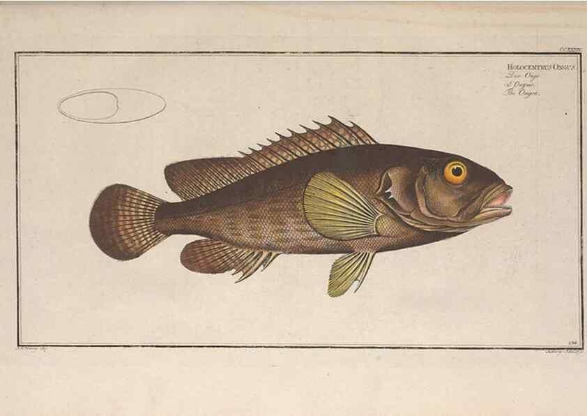 Reproducción/Reproduction 49773744893: Ichtyologie, ou, Histoire naturelle, générale et particulière des poissons :. A Berlin :Chez l'auteur, & chez François de la Garde libraire,1785-1797.. 