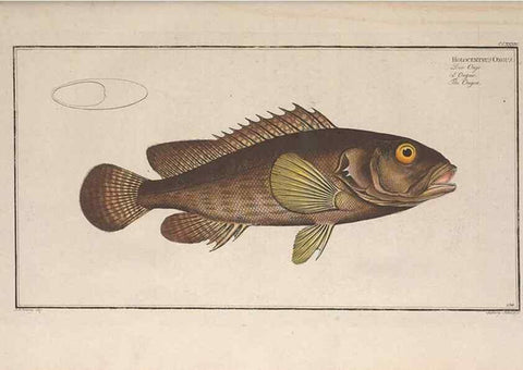 Reproducción/Reproduction 49773744893: Ichtyologie, ou, Histoire naturelle, générale et particulière des poissons :. A Berlin :Chez l'auteur, & chez François de la Garde libraire,1785-1797.. 