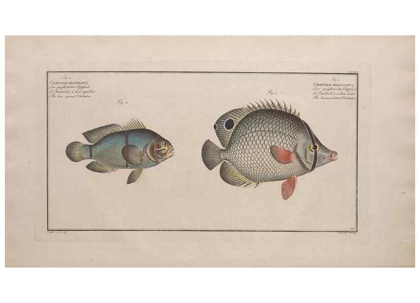 Reproducción/Reproduction 49774267861: Ichtyologie, ou, Histoire naturelle, générale et particulière des poissons :. A Berlin :Chez l'auteur, & chez François de la Garde libraire,1785-1797.. 