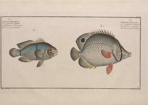 Reproducción/Reproduction 49774267861: Ichtyologie, ou, Histoire naturelle, générale et particulière des poissons :. A Berlin :Chez l'auteur, & chez François de la Garde libraire,1785-1797.. 