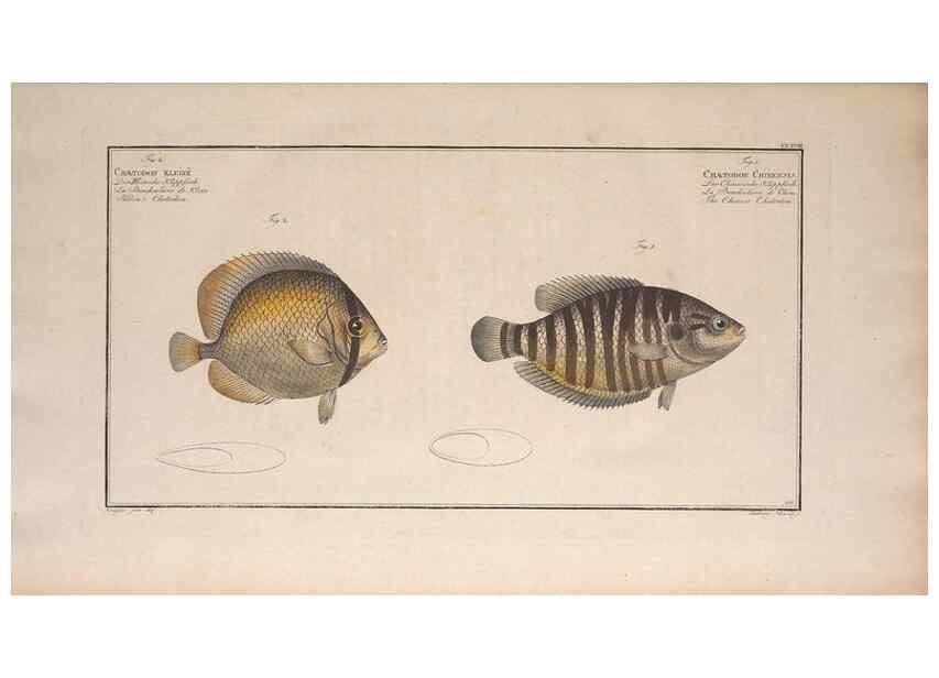 Reproducción/Reproduction 49774599412: Ichtyologie, ou, Histoire naturelle, générale et particulière des poissons :. A Berlin :Chez l'auteur, & chez François de la Garde libraire,1785-1797.. 