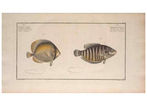 Reproducción/Reproduction 49774599412: Ichtyologie, ou, Histoire naturelle, générale et particulière des poissons :. A Berlin :Chez l'auteur, & chez François de la Garde libraire,1785-1797.. 