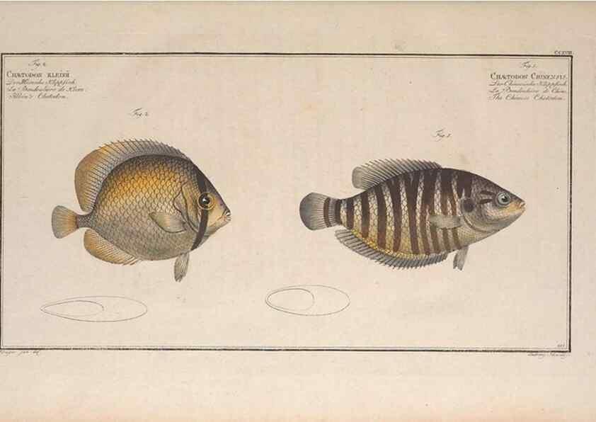 Reproducción/Reproduction 49774599412: Ichtyologie, ou, Histoire naturelle, générale et particulière des poissons :. A Berlin :Chez l'auteur, & chez François de la Garde libraire,1785-1797.. 