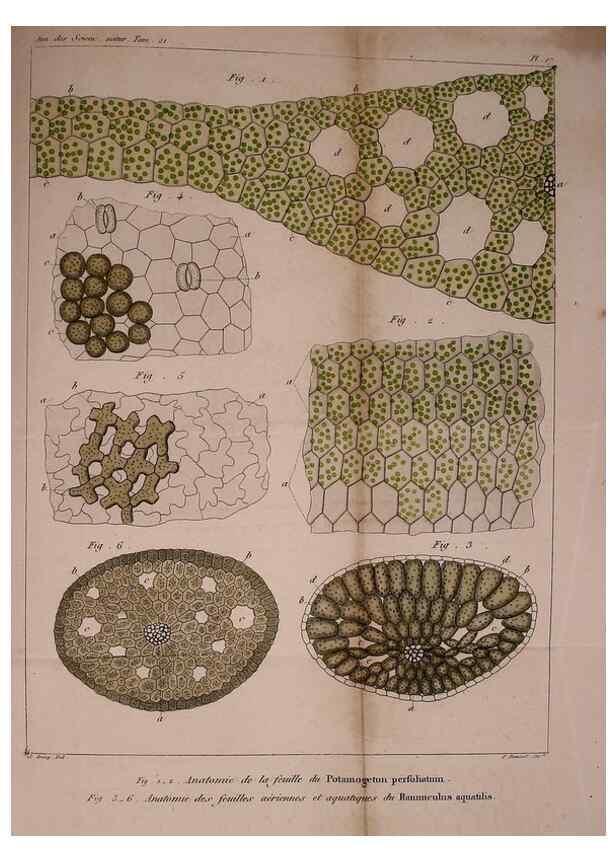 Reproducción/Reproduction 49773738133: Annales des sciences naturelles :. Paris :Crochard. 