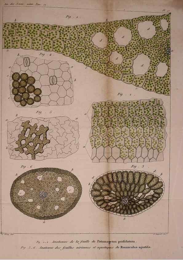 Reproducción/Reproduction 49773738133: Annales des sciences naturelles :. Paris :Crochard. 