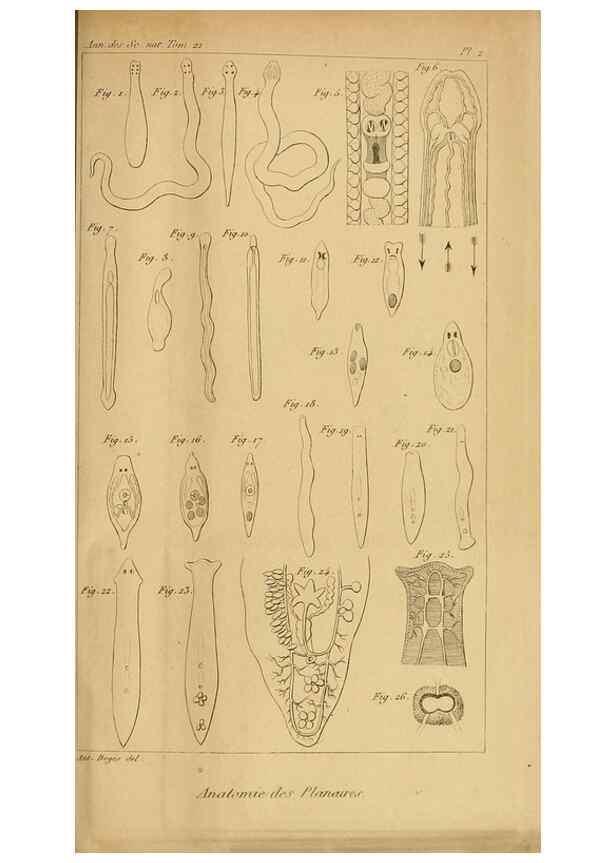 Reproducción/Reproduction 49774594617: Annales des sciences naturelles :. Paris :Crochard. 