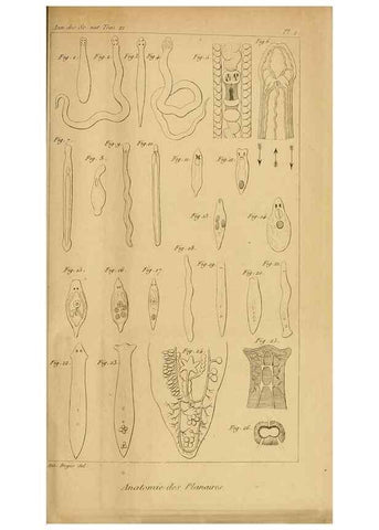 Reproducción/Reproduction 49774594617: Annales des sciences naturelles :. Paris :Crochard. 